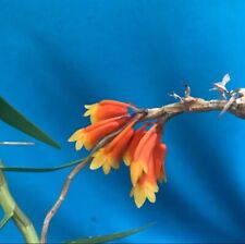 Dendrobium subclausum orange for sale  San Francisco