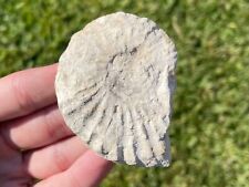 Texas fossil ammonite for sale  Coppell