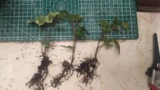 English ivy evergreen for sale  LONDON