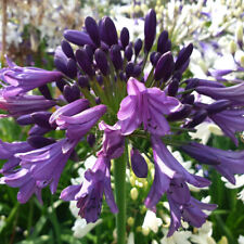 Agapanthus poppin purple for sale  PETERBOROUGH
