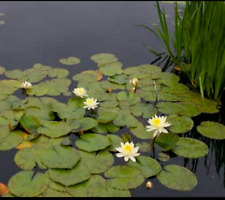 Hardy water lily for sale  Vidalia