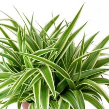 Spider plant chlorophytum for sale  GLASGOW
