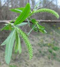 Black willow tree for sale  COLCHESTER