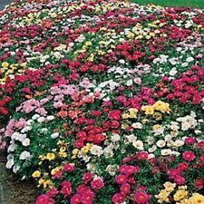 Moss rose mix for sale  Akron