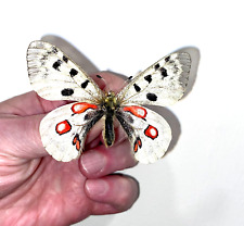 Insect Butterfly Moth Papilio Parnassius wiskotti-Very Rare No. 3! for sale  Shipping to South Africa