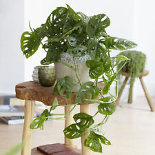 Garden monstera monkey for sale  PETERBOROUGH