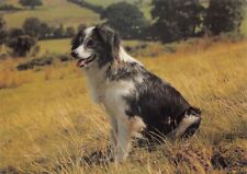 Dog welsh sheepdog for sale  ROCHESTER