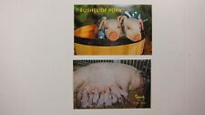 pigs hogs pork for sale  Norwalk