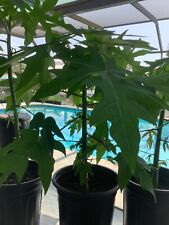 papaya plant for sale  Bradenton