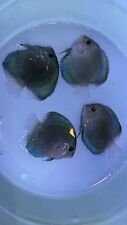 Blue diamond discus for sale  San Jose