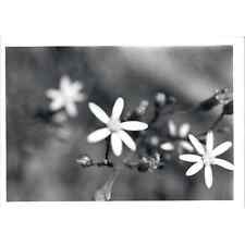 c1970 Original Photograph Ornithogalum Star of Bethlehem Flowers 5x7" AD6 for sale  Shipping to South Africa