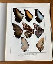 Entomologie papillons morpho d'occasion  Toucy