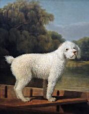 Perro de aguas blanco en un fondo cónico por George Stubbs. Mascotas inglés Art Prints lienzo o papel, usado segunda mano  Embacar hacia Spain