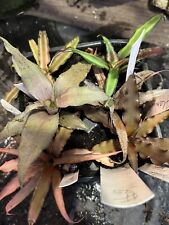 Bromlady bromeliads cryptanthu for sale  Bogue Chitto