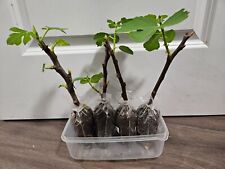 Fig tree starter for sale  Brooklyn