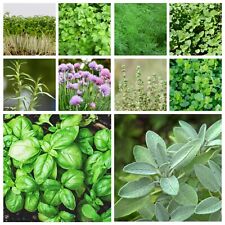 Herb seeds indoor for sale  SELBY