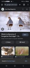 Fertile hungarian partridge for sale  Fairbury