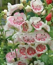 Penstemon ice cream for sale  UK