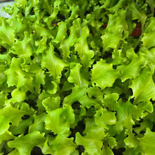 Batavia salat grün gebraucht kaufen  Straelen