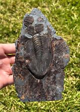 Portugal fossil trilobites for sale  Coppell
