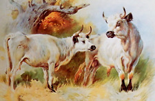 .wild white cattle. for sale  NELSON