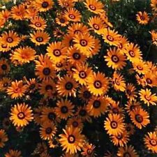 African daisy orange for sale  Akron