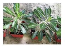 5x Pachypodium saundersii Madagascar palm caudex plants - seeds B24 for sale  Shipping to South Africa