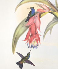 book hummingbirds for sale  Sahuarita