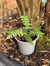 tree fern for sale  ENFIELD