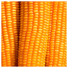 Yellow dent corn for sale  High Point