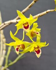 Dendrobium candidum jungpflanz gebraucht kaufen  Auetal