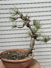 Pino nero bonsai usato  Italia