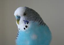 Pretty blue budgie for sale  SELBY