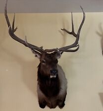 Taxidermy trophy roosevelt for sale  Las Vegas