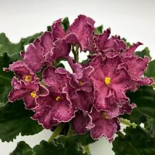 African violet plant for sale  NEWPORT