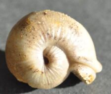 Ammonite intérressante d'occasion  Angers-