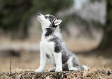 Cute husky puppy for sale  SELBY