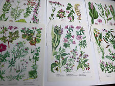 Used, 6 x Botanical Wild Flowers Botanical Prints By Nicholson Floral Art  Lot N11 for sale  LEICESTER