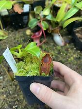 nepenthes for sale  Middletown