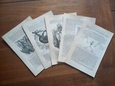 Bats...5 antique prints..1900 d'occasion  Saint-Cyprien