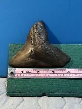 Usado, MEGALODON diente Fósil Hueso 4" pulgadas Valle de dientes de tiburón Colección Florida enorme segunda mano  Embacar hacia Spain