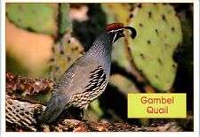 Gambel quail found for sale  Cary