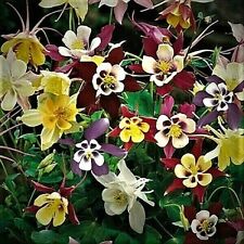 Mixed aquilegia seeds for sale  LONDON