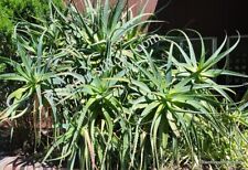 Large plant cutting for sale  New York
