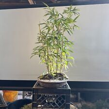 Golden bamboo bonsai for sale  Mount Sinai