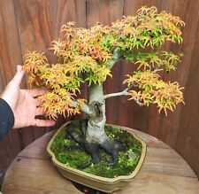 Japanese maple live for sale  Port Angeles