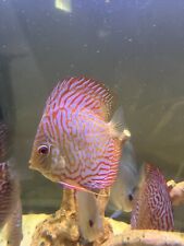 Albino tiger turquoise for sale  Chicago