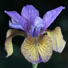 Siberian iris van for sale  LAMPETER
