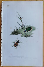 Used, Donovan Insects Beetle Rare Colored Print Carabus sycophanta - 1792 for sale  Shipping to South Africa