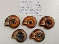 Freshwater shells planorbarius for sale  Shipping to Ireland